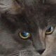 images/th_cats2002110802.jpg