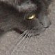 images/th_cats2002110805.jpg