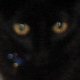 images/th_cats2002111106.jpg