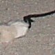 images/th_cats2002120901.jpg