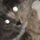 images/th_cats2002120904.jpg