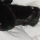 images/th_cats2002120905.jpg