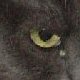 images/th_cats2002120907.jpg