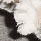 images/th_cats2002120909.jpg