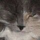 images/th_cats2002120910.jpg