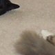 images/th_cats20031103013.jpg