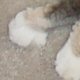 images/th_cats20031103014.jpg