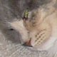 images/th_cats20031103016.jpg