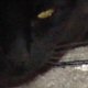 images/th_cats20031103018.jpg