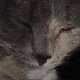 images/th_cats2004020902.jpg