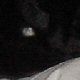 images/th_cats2004020903.jpg