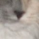 images/th_cats2004061101.jpg