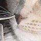 images/th_cats2004062303.jpg