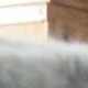 images/th_cats2004070601.jpg