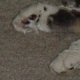 images/th_cats2004071302.jpg