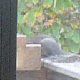 images/th_cats2004110201.jpg