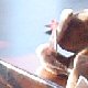 images/th_cats2005011801.jpg