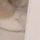 images/th_cats2005022503.jpg