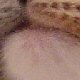 images/th_cats2005022505.jpg