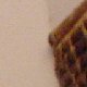 images/th_cats2005022506.jpg