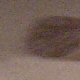 images/th_cats2005022507.jpg